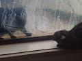 My cat talks to its neighbour