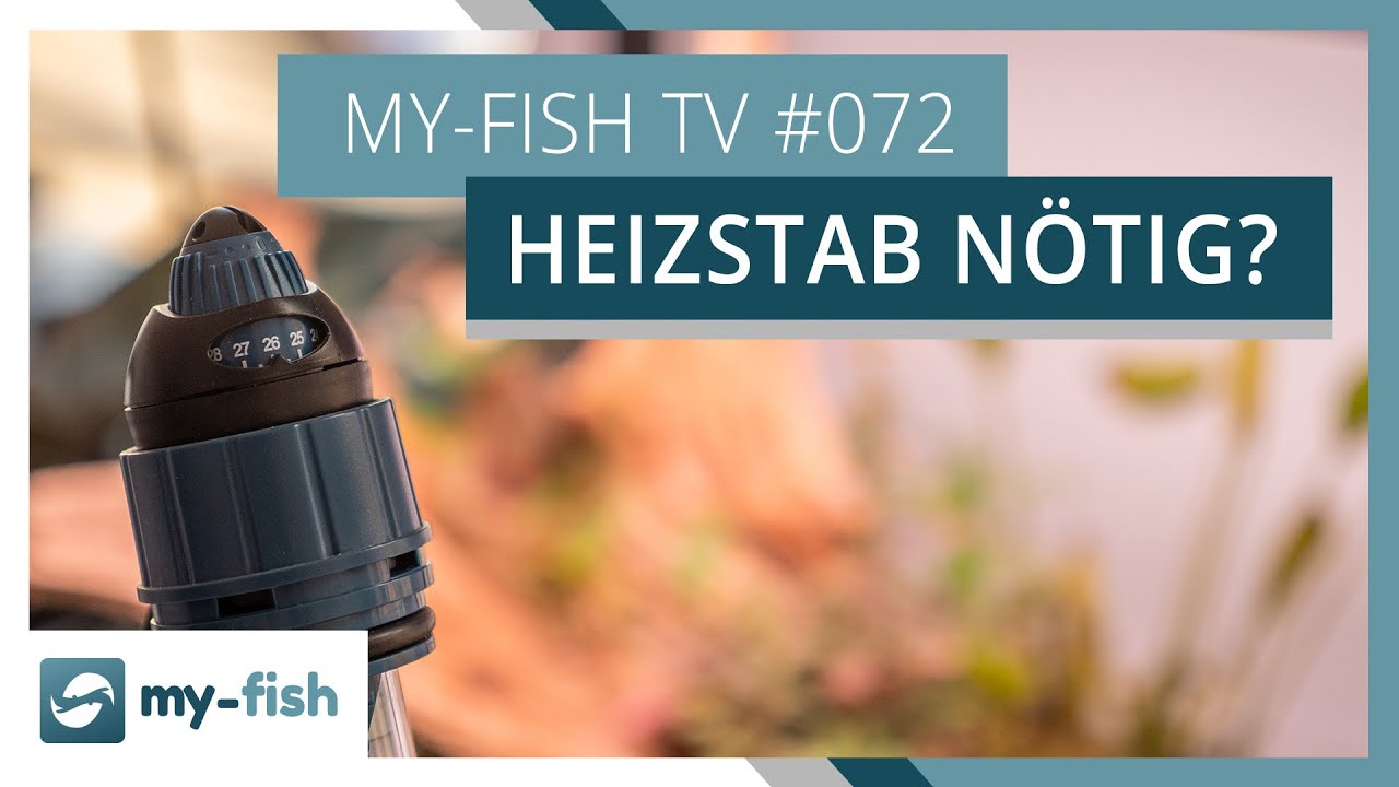 Ist ein Heizstab wirklich notwendig? | my-fish TV #072