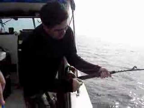 Yellowtail fishing in San Carlos ...