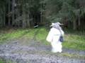 Absoisos-Pass wagrain (krampus).mov