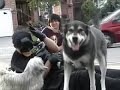 BATS GOTSA GHETTOBLASTAHOriginally released: September 2006http://www.canofnothing.com
