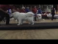 Weight Pull Demonstration Part 1