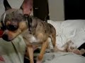 freddies-new-trick.html