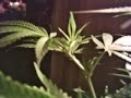 Grow\