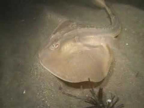 Thornback Ray