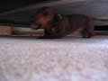 Doxie Fight: Round One