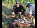 Proteger al carpincho (capivara) Proteger al carpincho (capivara)