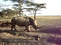 Black Rhinoserous