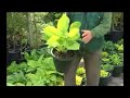 Tips en wetenswaardigheden voor uw tuin, balkon, terras en vijver. Gerard van Run, van Tuincentrum van Run uit Vught vertelt er over.De programma's zijn gemaakt in samenwerking met VTV1 en worden daar wekelijks uitgezonden.