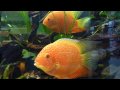 Colorful ornamental fish