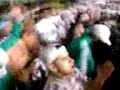 Palmeiras no Mineir�o - Nova m�sica hit Asa Branca