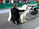 Dog Show Rzesz�w 2008 - Ju?ak - Filozof Rajton Bost