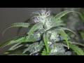 videos de shishkaberry(high def) at 29 days