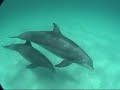 Therapy with Dolphins - Serenity Program by Water Planet Therapy with Dolphins - Serenity Program by Water Planet