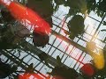 planthouse koi panic