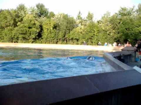 killer whale