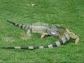 Iguanas three