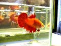 Fancy Red Giant Plakat