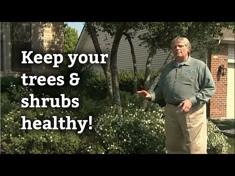 how to fertilize shrubs and trees