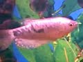 a blue gourami fish written on its right side