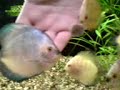 discus dzoko discus dzoko