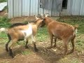 Pygmy Goats fighting (Mygmy vs. Yoda) Pygmy Goats fighting (Mygmy vs. Yoda)