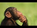 Chakuza feat. Bushido - Eure Kinder