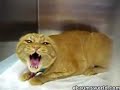 devil cat