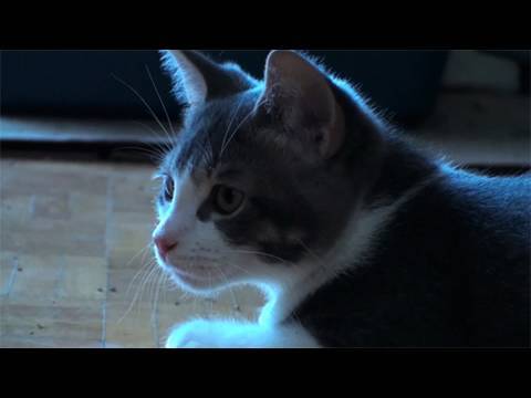 Kitten trips out on catnip!
