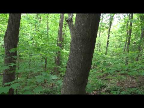 Wildlife - Here's a typical morning for me . This video was made from two consecutive days .