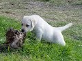 Poof, the Labrador Retriver Poof, the Labrador Retriver