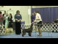 Junior Showmanship - 2013 ASC Flushing Spaniel Show