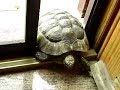 Tartaruga terrestre apre zanzariera ed entra in casa!Raro!!!