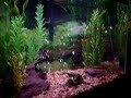 BYE SHARK (mini \"piranhas\" feeding frenzy)