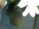 ????Damselfly??Video 06???