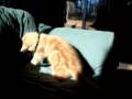 Kitten ringing his own bell!