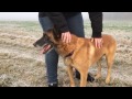 Farok, m, 6 Jahre (Sprengstoff-Suchhund in Rente) sucht liebe Menschen ohne Hund