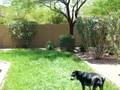 Abbie gets attacked in the garden!!