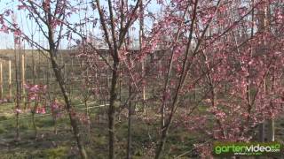 #1449 Prunus okame 