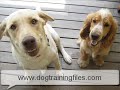 Dog Obedience Training Tips