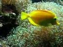 PGH Zoo - Weird Anemone Thing 1