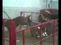 pelea de burros expo