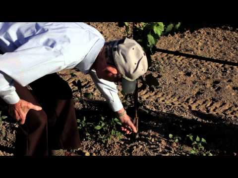 how to look after a grape vine