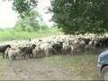 kudde geiten en schapen in 't haaksbergerveen