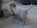 labrador retriever puppies ben and tegan