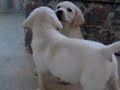Labrador Retriever Puppies Ben and Tegan