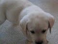 labrador retriever puppies ben and tegan