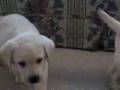 Labrador Retriever video