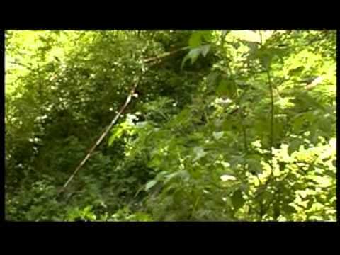 SURVIVAL 2002 s komentářem - 13:47