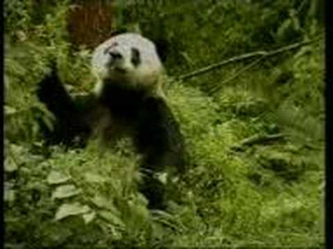 Pandas